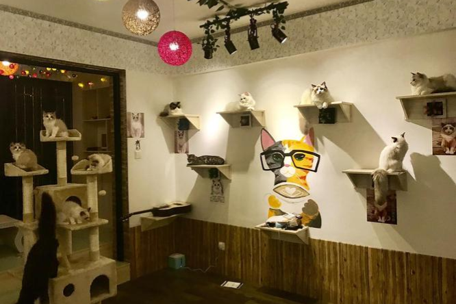 重庆4家猫咖横评：猫的数量/品种/环境/价格全维度拆解